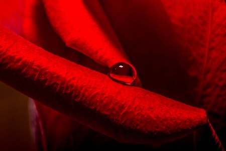 Water droplets on a red scarlet rose petals close-up macro texture backgroundの写真素材