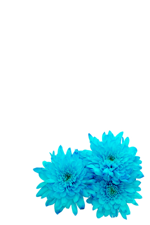 blue chrysanthemum on white backgroundの写真素材