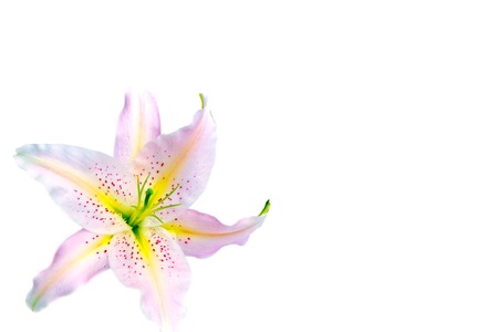 beautiful white lily isolated on a white backgroundの写真素材