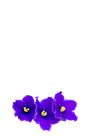 beautiful violet on white background with space for your text or productの写真素材