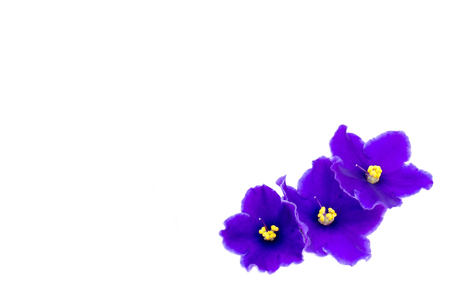 beautiful violet on white background with space for your text or productの写真素材