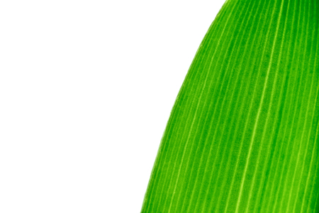 Green leaf texture background closeup macro isolated on whiteの写真素材