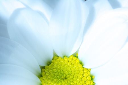 White chrysanthemum flower with yellow core close-up macro background texture. Yellow core of a white chrysanthemum flower in the sun close up macro. Soft view.の写真素材