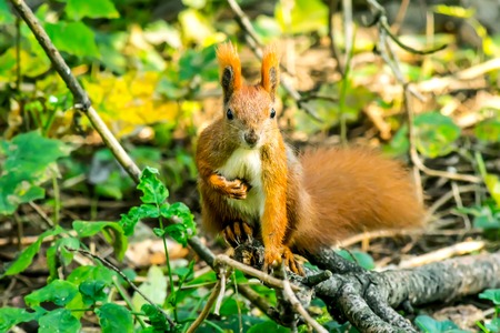 Squirrel close-up in the forest in a natural environment