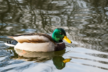 Duck closeup drifting swimming on water with reflection in lake in the sun on the sunset at dawnの写真素材
