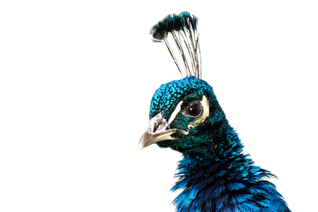 Peacock close-up isolated on white backgroundの写真素材
