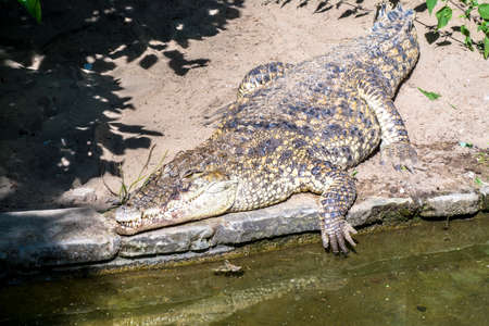 Crocodile close-up lies near water on river, lake in natureの写真素材