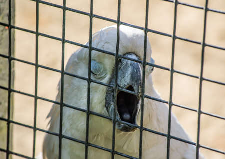 White Cockatoo Parrot in a cage in the zooの写真素材