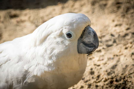 White parrot cockatoo with a cheerful mood close-up. Sulphur-crested Cockatoo in nature closeup.の写真素材