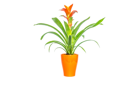 Blooming orange bromeliad flower with green leaves in orange stylish pot closeup isolated on white backgroundの写真素材