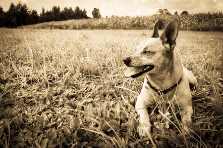 Dog breed miniature pinscher with tongue hanging out on the nature in the park in summer close-up. Black and white old grunge vintage photo.の写真素材