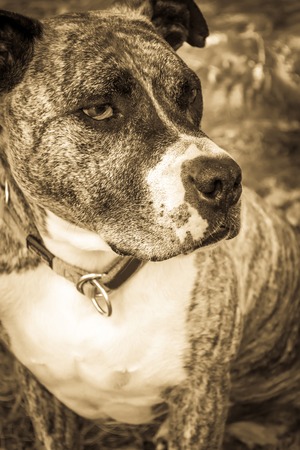 Dog breed Burbul on nature in the park in summer close-up. Black and white old grunge vintage photo.