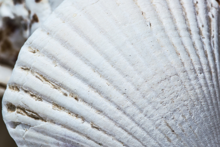 Background of seashell close-up macro. Mollusk seashell texture.