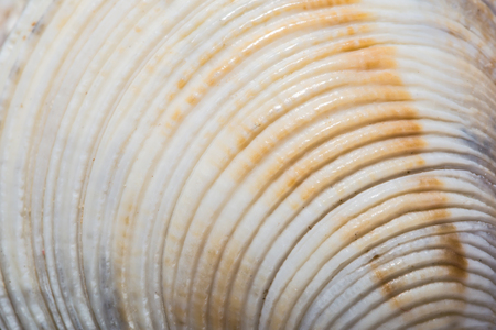 Background of seashell close-up macro. Mollusk seashell texture.