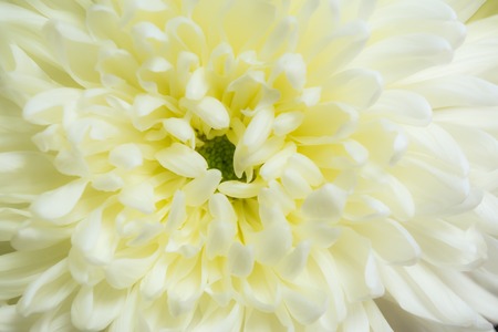 Background of blooming Chrysanthemum Flower Close-up macro textureの写真素材