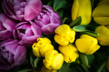 Background from the buds of yellow and purple tulips. View from above.の写真素材