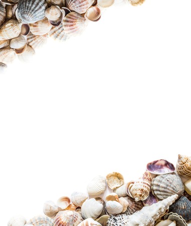 Background with different seashells on the sides and isolated in the center of white space for text. Large photo.の写真素材