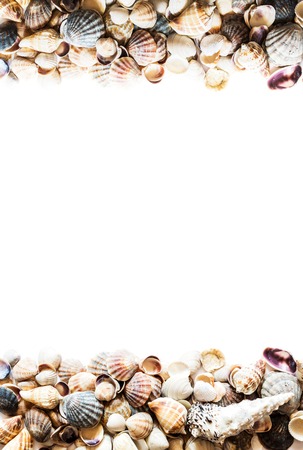 Background with different seashells on the sides and isolated in the center of white space for text. Large photo.の写真素材
