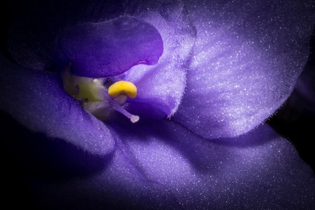 Violet flower macro closeup. Creative photo of violet flower with vignette. Texture of violet flower.の写真素材