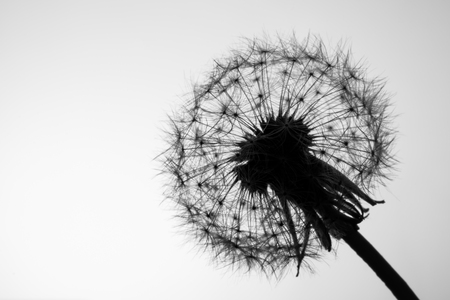 Macro dandelion seeds closeup in sunlight. Allegory of purity and lightness. Black and white photo.の写真素材