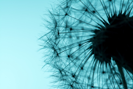 Dandelion seeds macro closeup on a clear blue sky background in the sunlight. Allegory of airiness and lightness.の写真素材