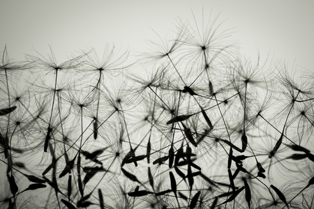 Macro dandelion seeds closeup in sunlight. Allegory of purity and lightness. Black and white photo.の写真素材