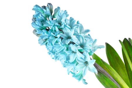 Hyacinth flowers with green leaves macro in the 2020 color trend in blue azure tones isolated on a white background.の写真素材