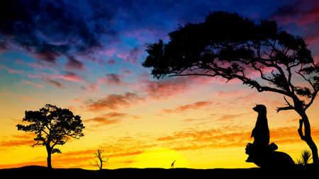 Desert landscape with a beautiful sunset and a silhouette of a meerkat sitting on a tree. Desert at sunset.の写真素材