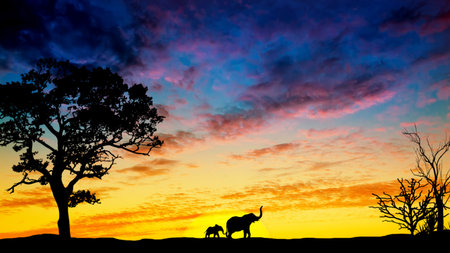 Desert landscape with a beautiful sunset and the silhouette of an elephant with a baby elephant in the distance. Desert at sunset.の写真素材