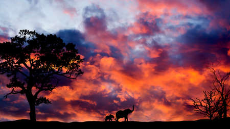 Desert landscape with a beautiful sunset and the silhouette of an elephant with a baby elephant in the distance. Desert at sunset.の写真素材