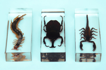 Collection of insects, series, fear, phobia, hobby, conceptの写真素材