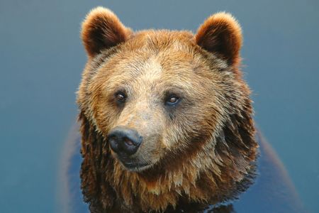 Bearの写真素材