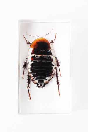 Cockroach