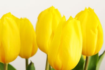 Yellow tulipsの写真素材