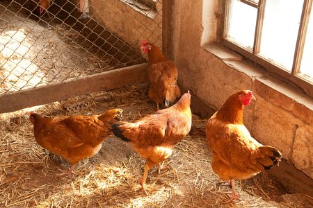 Hen house