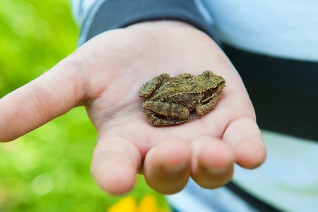 Frogの写真素材
