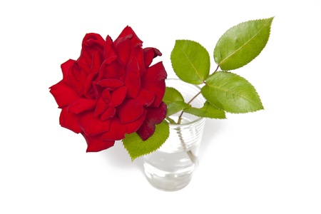 Roseの写真素材