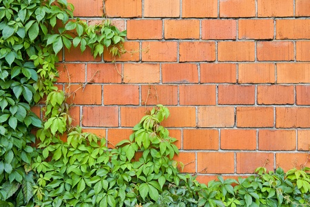 Brick wall and ivyの写真素材