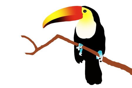 Toucanの写真素材