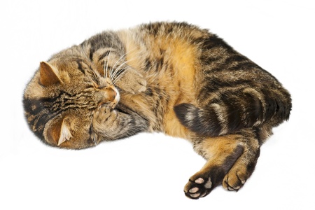 Cute catの写真素材