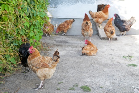 Poultryの写真素材