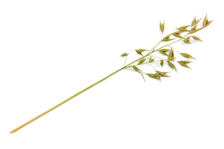 Oatの写真素材