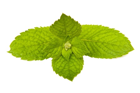 Mintの写真素材