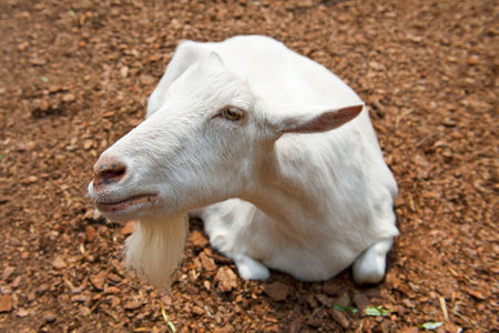 White goatのeditorial素材