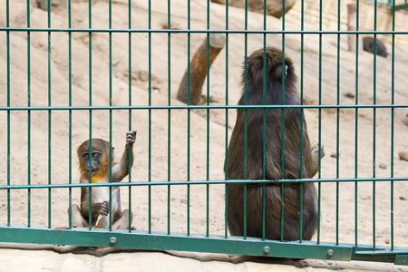 Sad baby monkeyのeditorial素材
