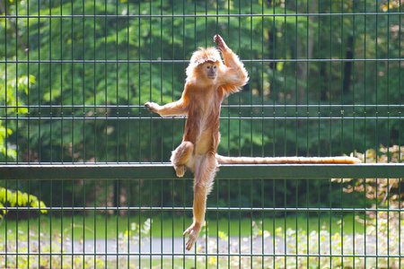 Monkeyのeditorial素材