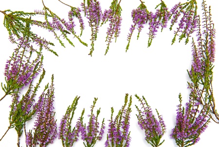 Frame of heatherの写真素材