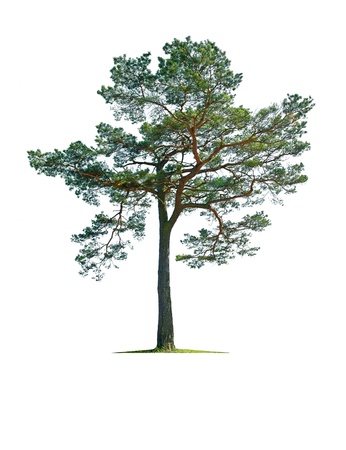Treeの写真素材