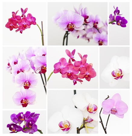 Orchid collectionの写真素材