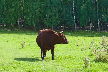 Red bullの写真素材